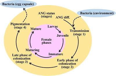 Transcriptomic profile of symbiotic accessory nidamental gland during female maturation in bigfin reef squid